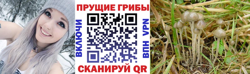 Псилоцибиновые грибы Magic Shrooms Байкальск